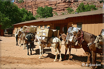 Mule Train am Postoffice